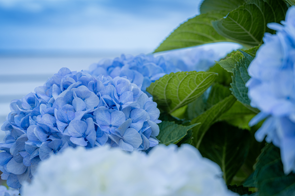 梅雨の晴れ間にブルーな紫陽花