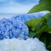 梅雨の晴れ間にブルーな紫陽花