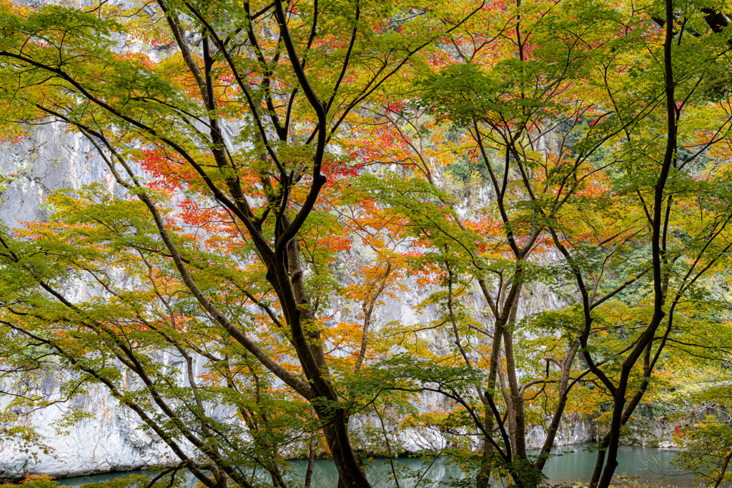 まだ染まらぬ紅葉