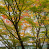 まだ染まらぬ紅葉