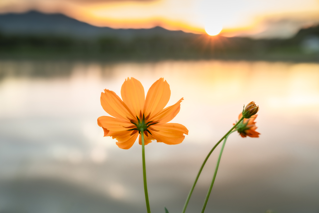 キバナコスモスと夕日