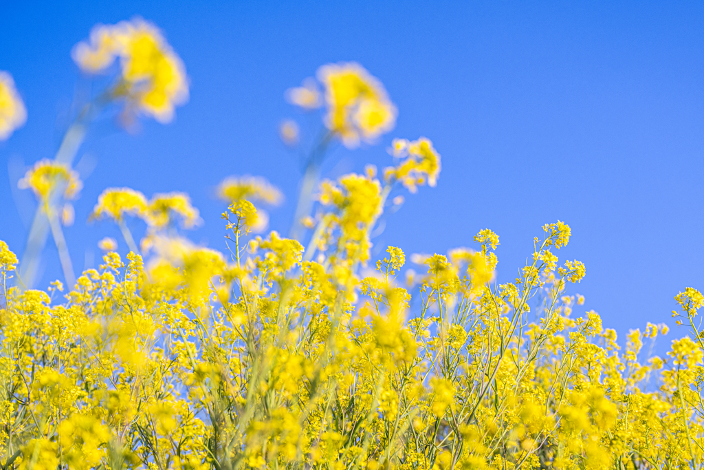 御輿来の風に揺れる菜の花