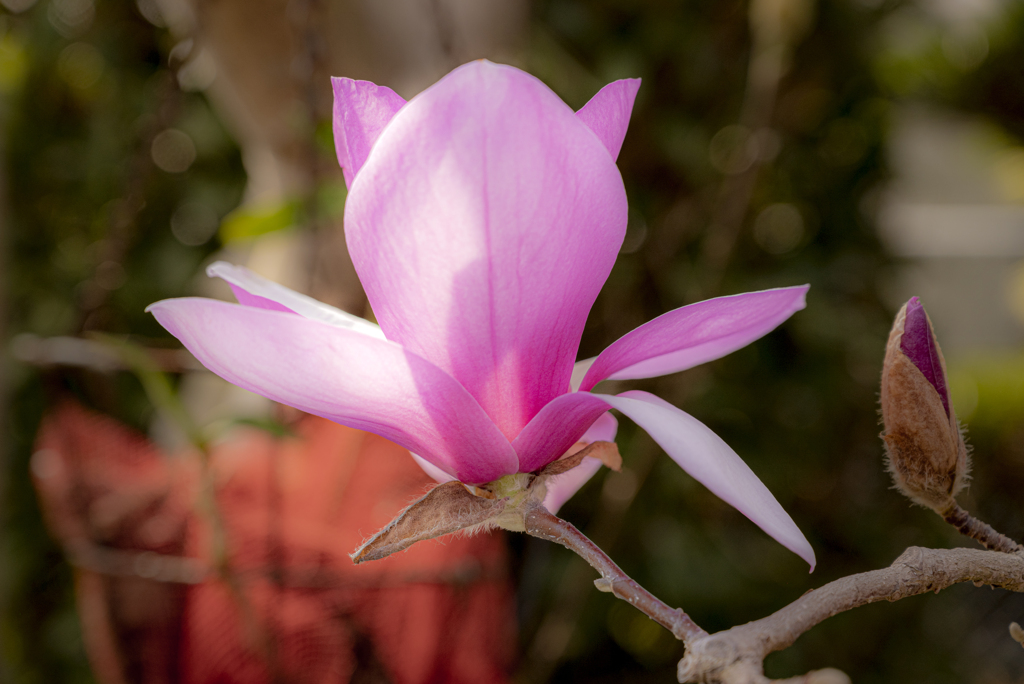 庭に咲く春の花〜モクレン