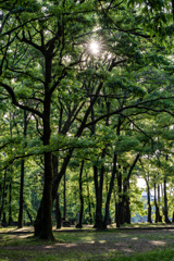 公園の新緑