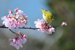 花から花へ