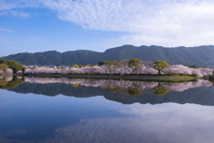 桜の散歩道満開