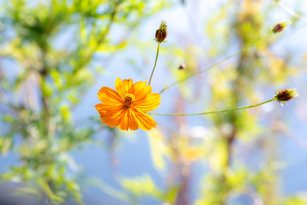 晩秋の黄花コスモス