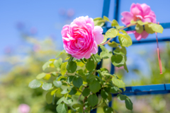 青空とピンクの薔薇