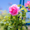 青空とピンクの薔薇