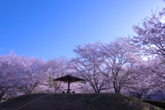 最高なお花見ポイントが・・・