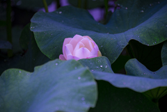 朝露の蓮根畑で