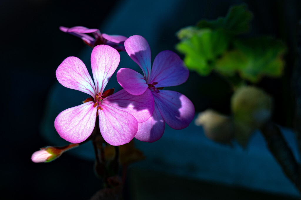 庭の片隅に咲く花