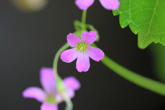 庭に咲く草花たち１