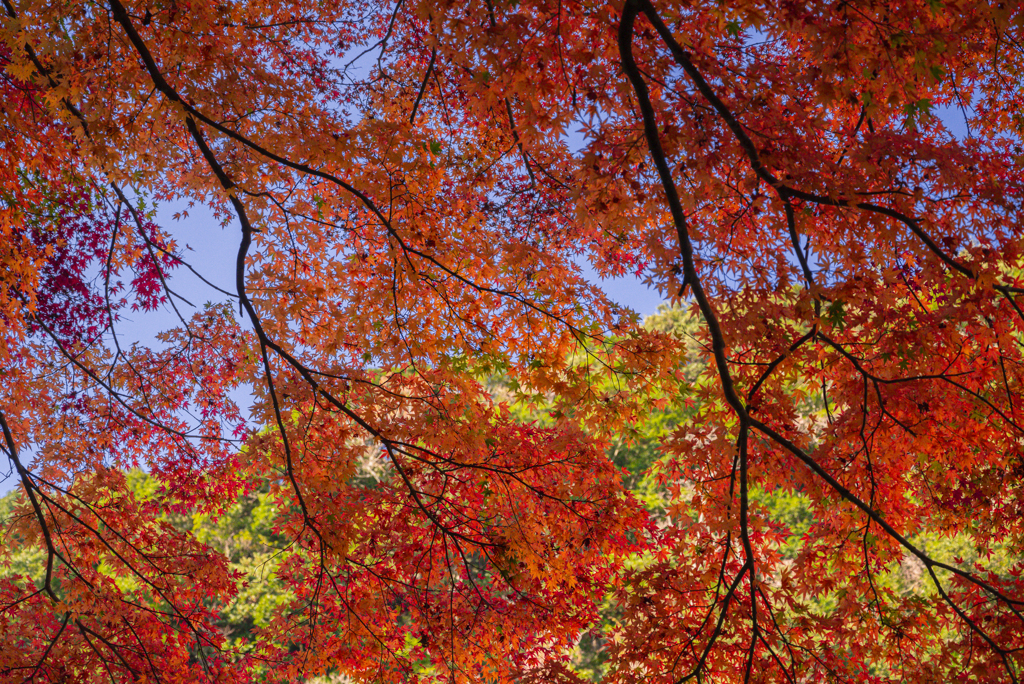 空と山と紅葉