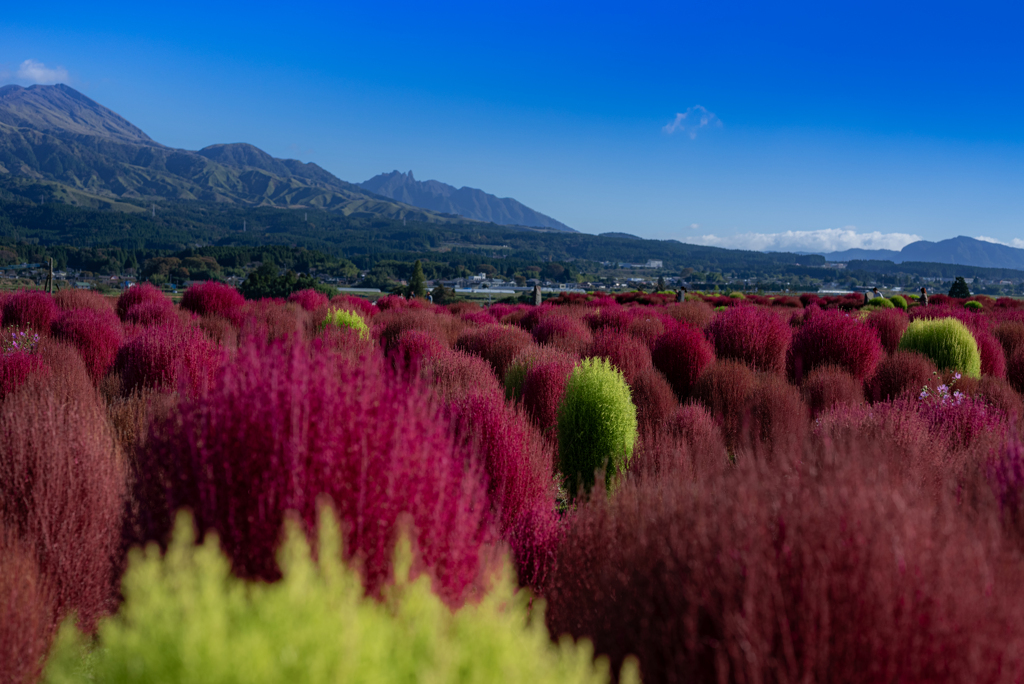阿蘇根子岳とまだ染まらぬコキアと