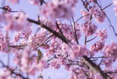 河津桜満開