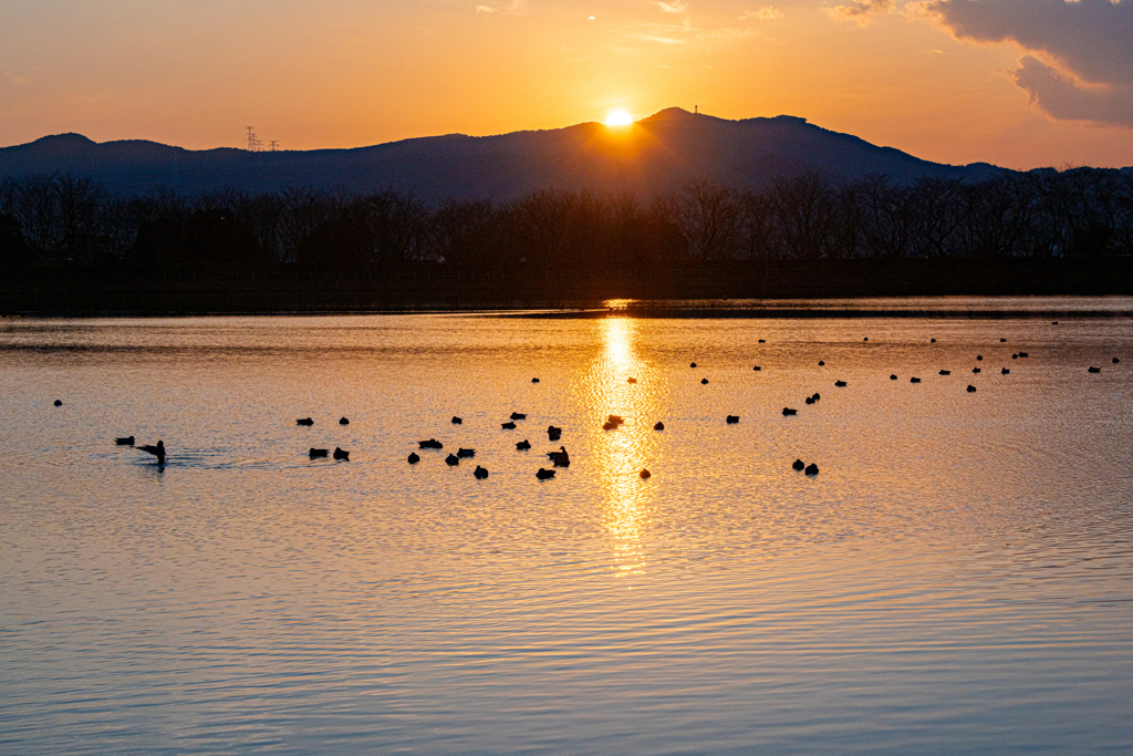 夕日に染まる池と水鳥