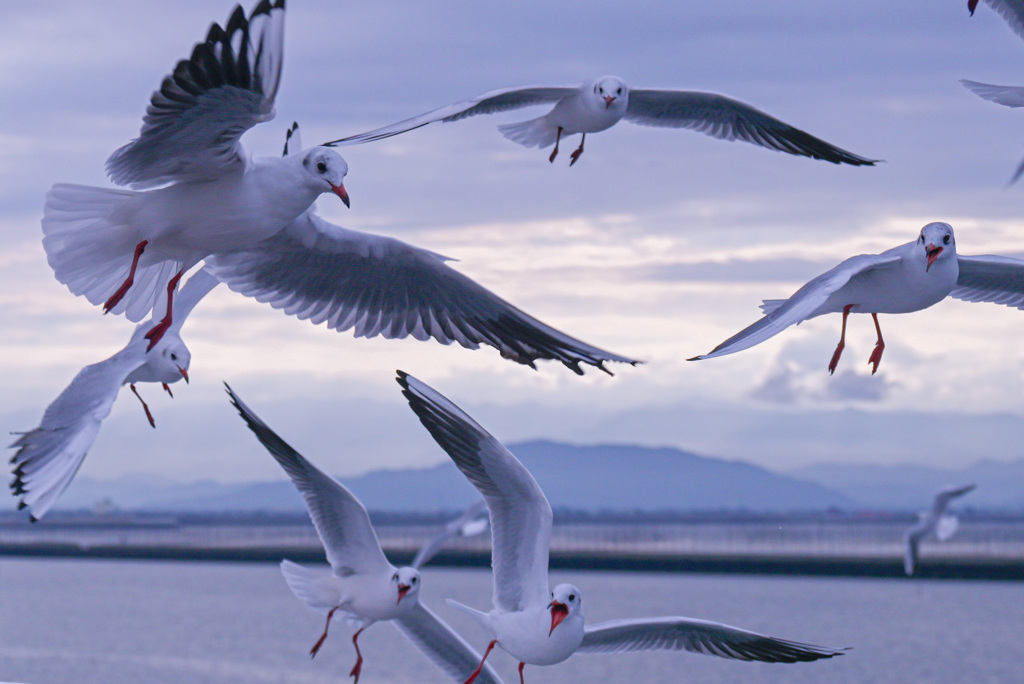 かもめのお出迎え