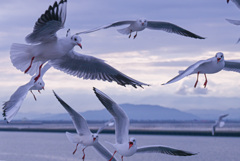 かもめのお出迎え