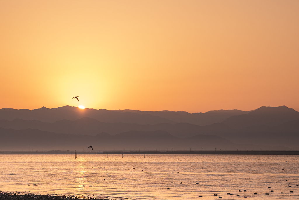 朝日と水鳥たち