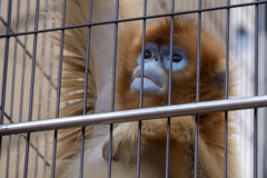 動物園にて〜ゴールデンモンキー