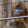 動物園にて〜ゴールデンモンキー