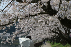 桜の木の下で