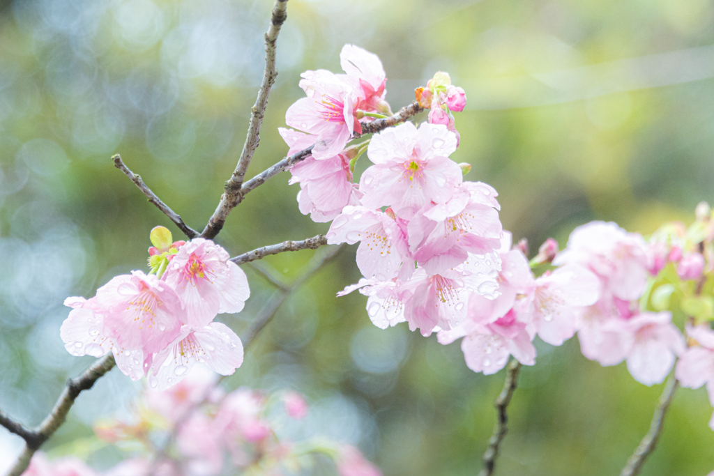 雨の桜