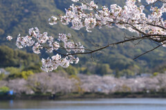 桜並木