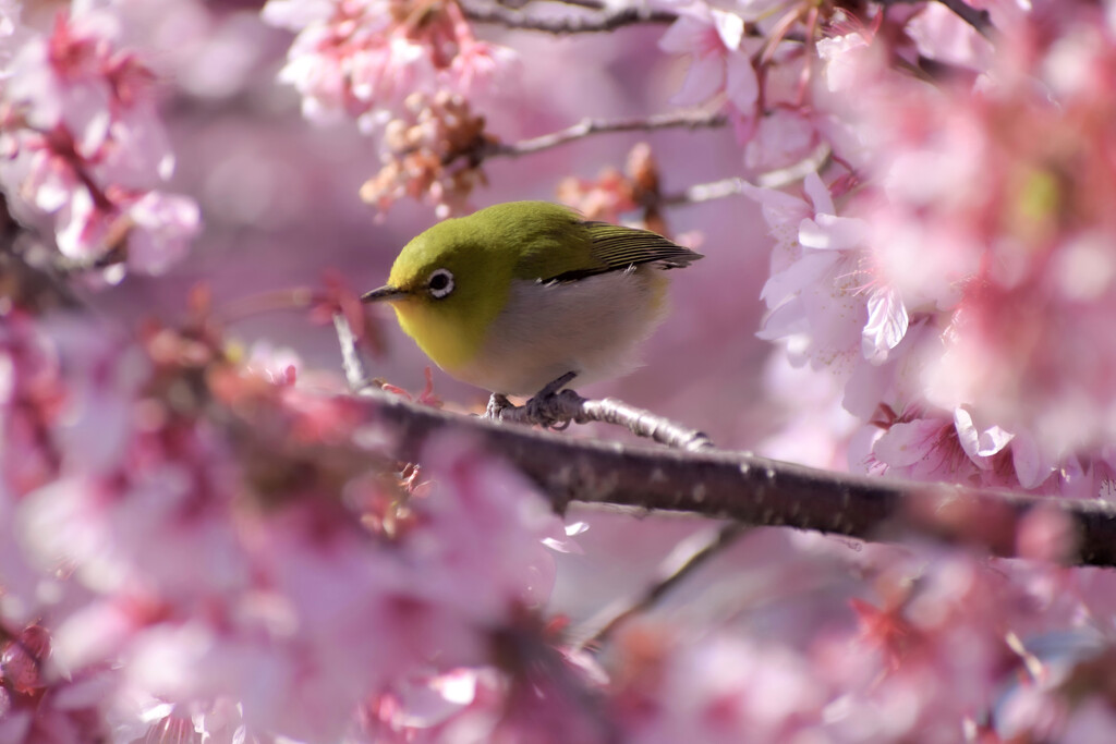 春色に包まれて