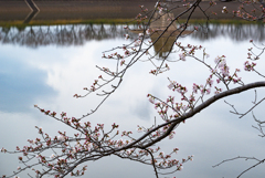 湖面の桜