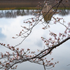 湖面の桜
