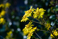 朝霧のツワブキ