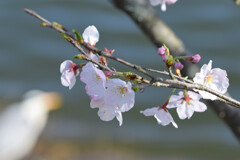 花見をするアオサギ