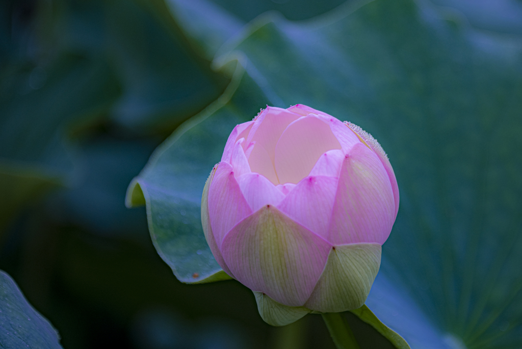 朝露の蓮