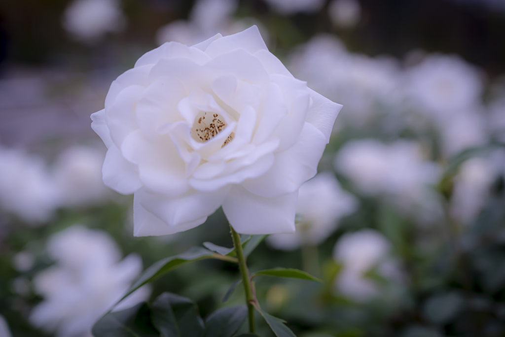 白い薔薇