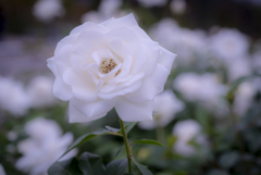 白い薔薇