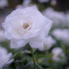 白い薔薇