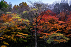 冬木と紅葉のグラデーション