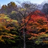 冬木と紅葉のグラデーション
