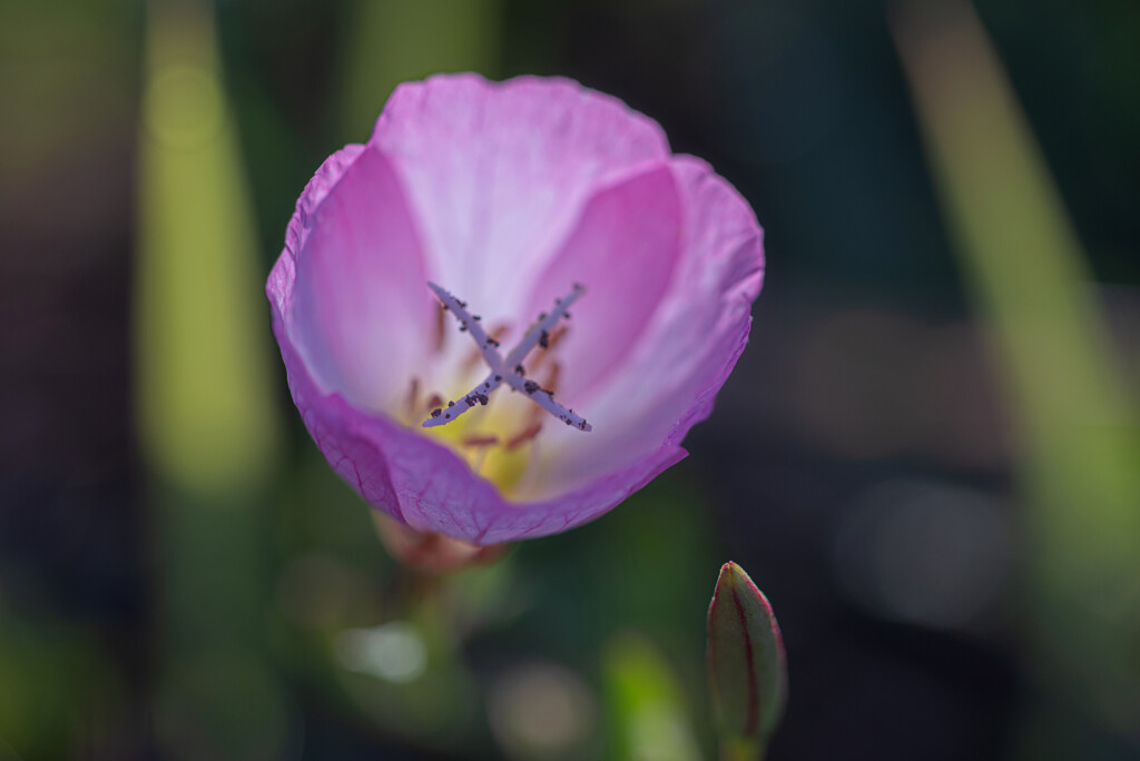路傍に咲く花