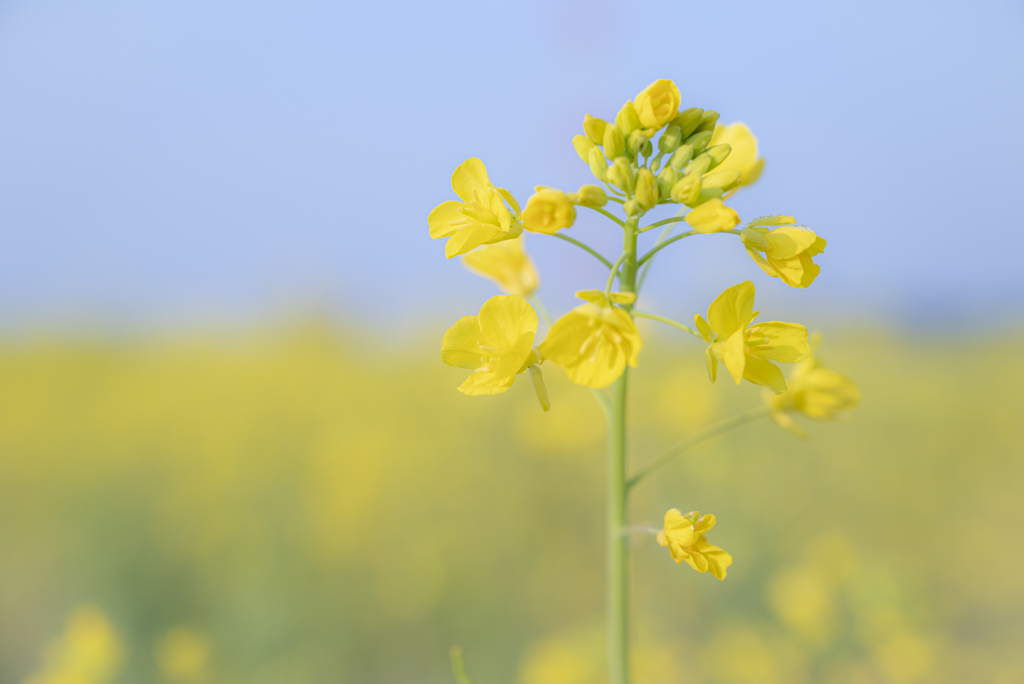 菜の花畑