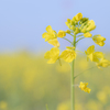 菜の花畑