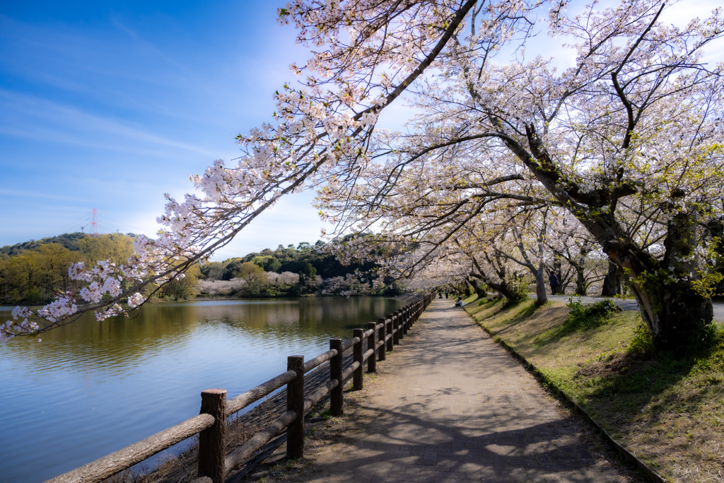散りゆく桜の下をゆく