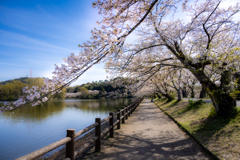 散りゆく桜の下をゆく