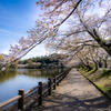 散りゆく桜の下をゆく