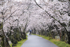 雨の桜並木