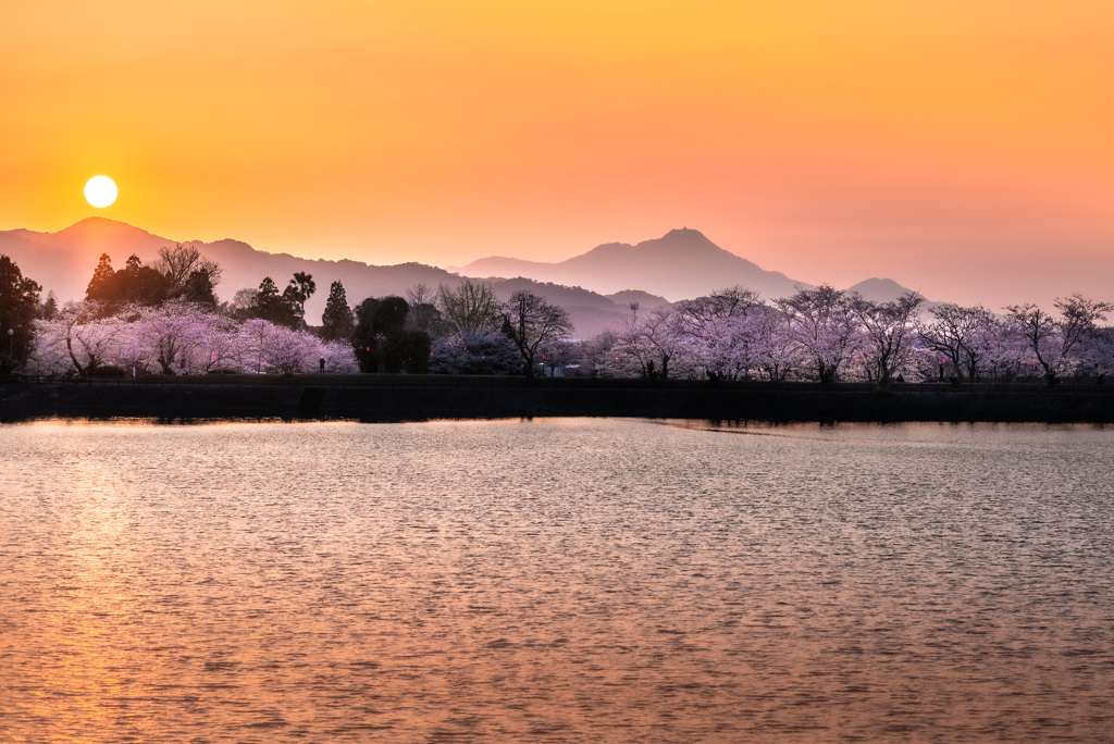 夕日に染まる桜並木と雲仙普賢岳