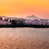 夕日に染まる桜並木と雲仙普賢岳