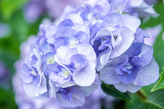 八重の紫陽花